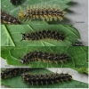 aras levana larva5 volg1